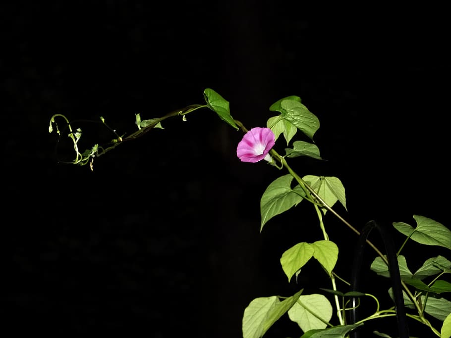 morning glory, blue, flower, morning, glory, blossom, bloom, convolvulaceae, ipomoea, pink