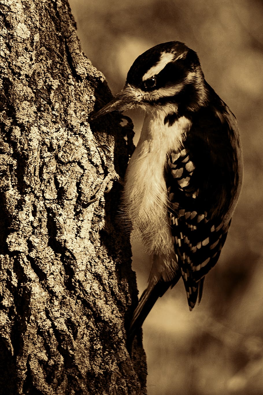 great, spotted, woodpecker, Great Spotted Woodpecker, Bird, tree, animal portrait, retro look, retro, feather, nature