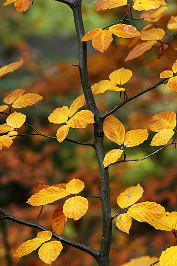 selective, focus photography, yellow, leaves, plant, fucos, leaf, nature, plants, trees, branches