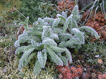 stachys byzantina, 이파리, 연한 초록색, 털이 많은, 모호한, 귀 모양, 양고기의 귀, 스테이 시스, 식물, 꽃, 자연