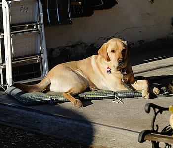 ラブラドール、 男性、 肖像画、 動物、 犬、 親愛なる、 ペット、 犬の表情、 愛情、 動物の肖像画、 表現