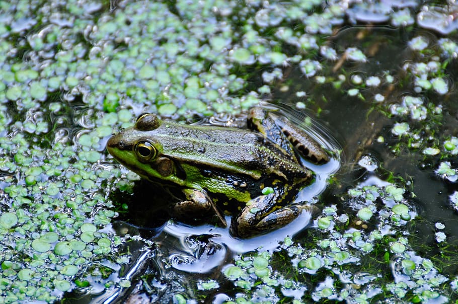 frog, pond, waterweed, green, nature, water frog, amphibian, biotope