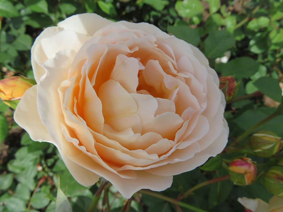 flower, rose, plant, summer, floral, nature, blush