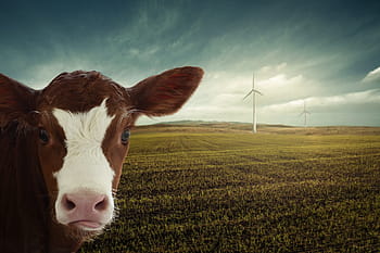 tele, obnovitelná energie, windräder, klimatická změna, Příroda, klimatu, co2, alternativní, odpovědnost, zvířat, výživa