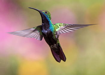 緑、 青、 ハミングバード、 動物、 鳥、 羽、 飛行、 フライ、 HDの壁紙、 ハチドリ、 玉虫色