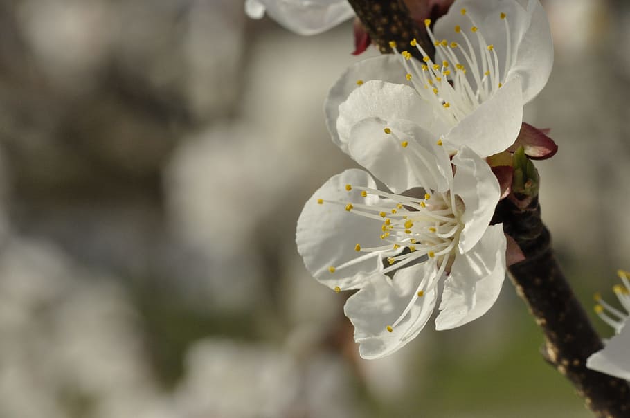 kirsebær, blomstrer, aprikosblomster, kirsebærblomster, aprikos, hvite blomster, blomst, knopp, vår, hvit, bomull blomst