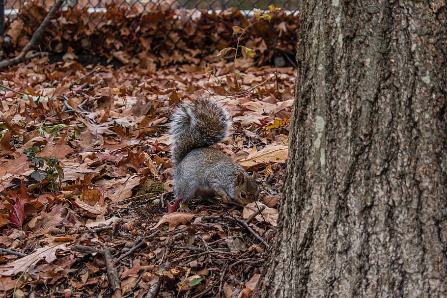 squirrel, close, cute, wildlife, small, branch, nature, tree, environment, woods, leaves