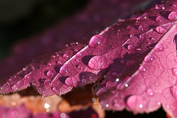 feuille, eau, gouttelettes, fermer, la nature, en plein air, les plantes, végétation, croissance, humide, pluie