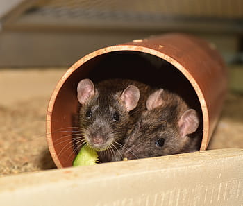 rat, color rat, rodent, animal, mammal, ears, head, cute, fur, hair, dear