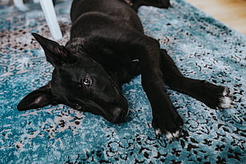 hitam, anjing, cahaya, biru, karpet, Anjing hitam, biru muda, karpet biru, hewan peliharaan, hewan, bantal