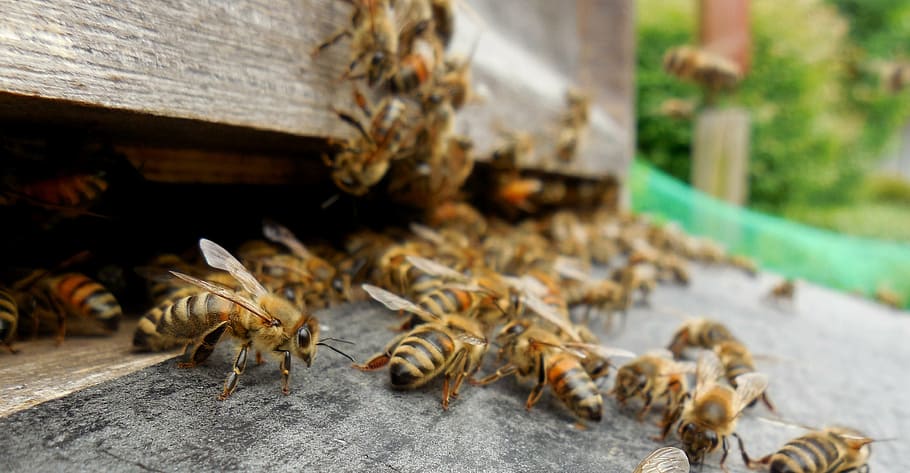 včely, úl, kořist, včely medonosné, včelař, chov včel, hobby, zahrada, Příroda, letní, produkce medu