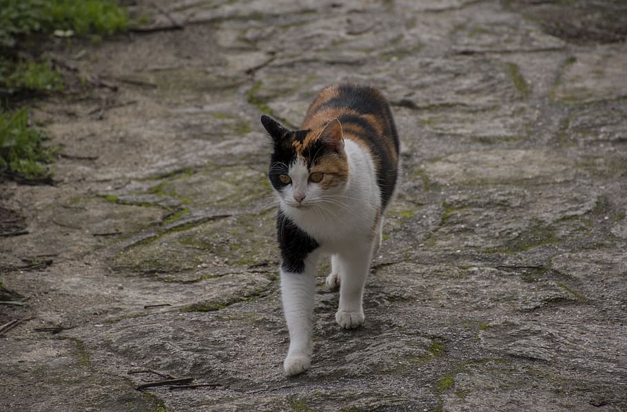 mammals, animal, cute, cat, pet, nature, no person, eye