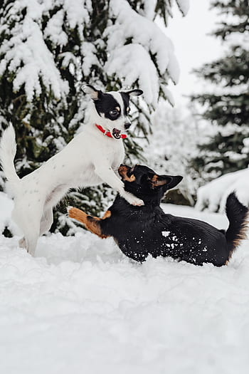pequeño, perros, invierno, jugar, diversión, nieve, gracioso, animales, mascotas, lindo, blanco