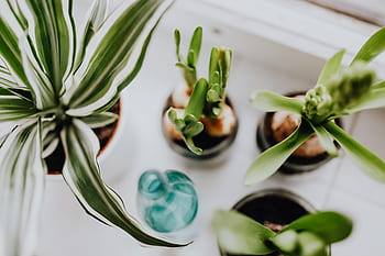 Jacinto, plantas, tarro, plantado, interior, primavera, jacintos, muscari, tarros