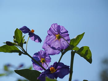 květ, fialový, keř, nachový, modrá fialová, lycianthes rantonnetii, solanum rantonnetii, lycianthes, nachtschattengewächs, solanaceae, okrasné rostliny