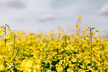 菜の花畑、 晴れ、 日、 レイプ、 フィールド、 晴れた日、 夏、 花、 黄色、 背景、 自然