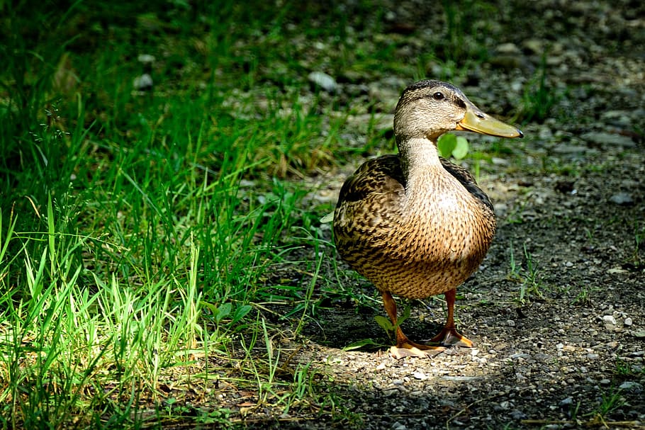 divoká kachna, ženský, Příroda, tráva, kachna, zelená, louka, idyla, nálada, v zelené, zvíře
