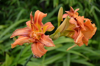 Day Lily, Orange, Tiger Lily, Close-Up, tiger day lily, garden, outside, flower, plant, petal, growth