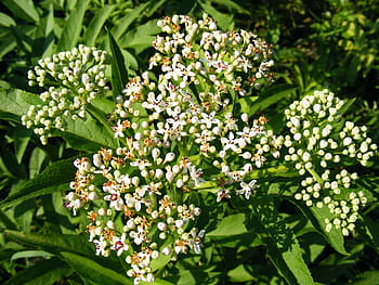 danewort, ebulus, starší, květiny, bylinný, sambucus, plevel, rostlin