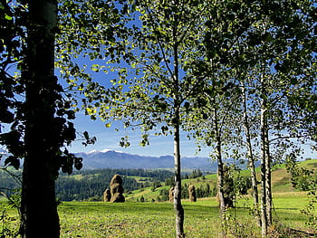krajina, Pohled, Příroda, podhale, hory, slunný, podzim, strom, bříza, kopki seno, senoseč