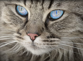 Silber-, tabby, Katze, Blau, Augen, Tier, Katzenporträt, Katzenaugen, Tiger Katze, Hauskatze, Pelz