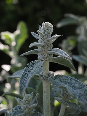 스테이 시스, 양모, 꽃들, 스티치 양모, 꽃차례, 식물, 관목, 플로라, stachys byzantina, Stachys lanata, 회색 잎과