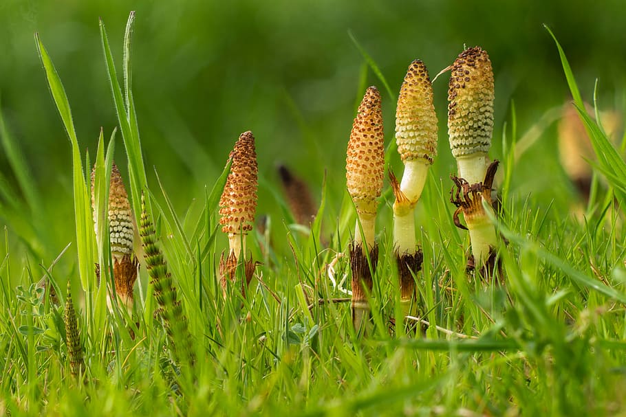 selektivní, zaměření fotografie, hnědé a bílé houby, během dne, přeslička, cattail, zelená, equisetum arvense, přeslička pole, kočka wedel, koňský ohon