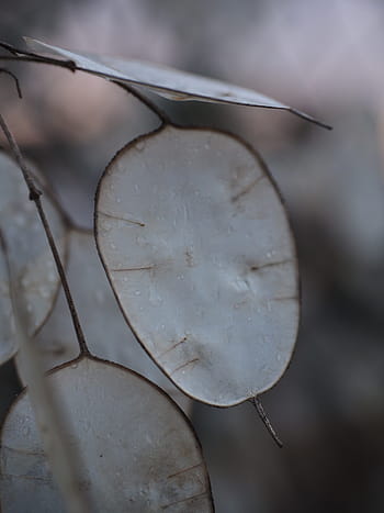 silver leaf, lunaria, silberling, judas schilling, honesty, silberpfennig, leaves, silver, plant, one year silver leaf, lunaria annua