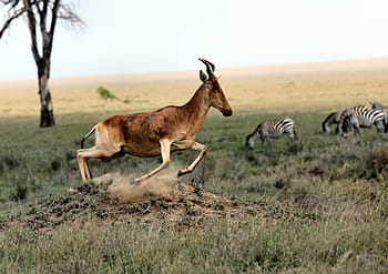 hnědý, antilopa, běh, travnaté hřiště, zebra, volně žijících živočichů, zvíře, Příroda, zelená, tráva, listy