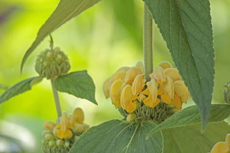 fire herb, flower, lamiaceae, plant, stalk, green, summer, leaves, flowers, bud, exot