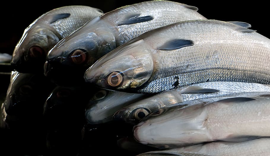 milkfish, bangus, hromada šedých ryb