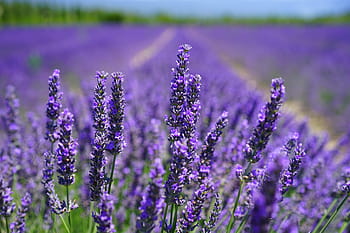 purple, lavender, flower field, selective, focus photography, lavender blossom, lilac blue, lavender field, flowers, flora, floral