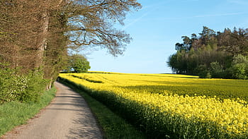 yellow, petaled flower field, blue, sky, daytime, landscape, oilseed rape, field, field of rapeseeds, road, edge of the woods