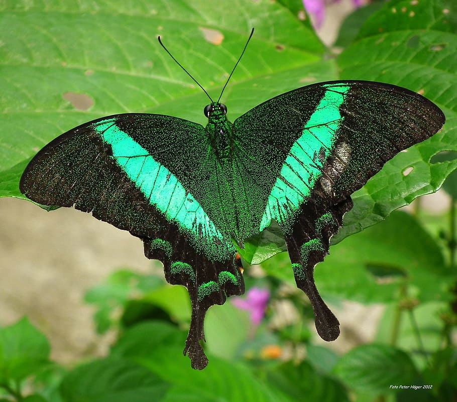 zelená, otakárek butterfly, list rostliny, smaragd otakárek, smaragdový páv, zelený pruhovaný páv, motýl, hmyz, křídlo, volně žijících živočichů, Chyba