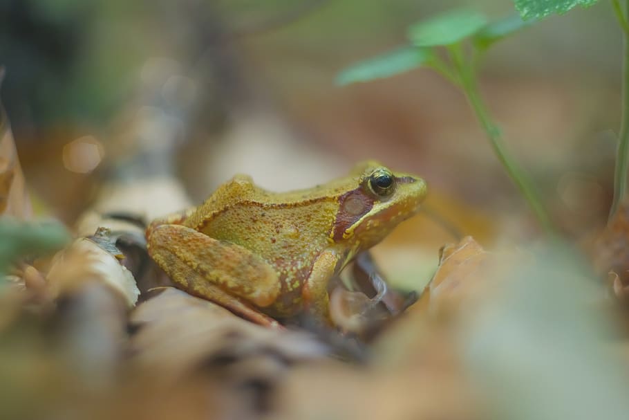 the frog, gad, amphibians, nature, animals, green, the environment, ecology, wild, wet, eye