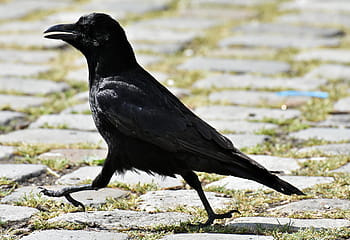black, crow, walking, concrete, floor, raven bird, raven, nature, bill, carrion crows, common raven