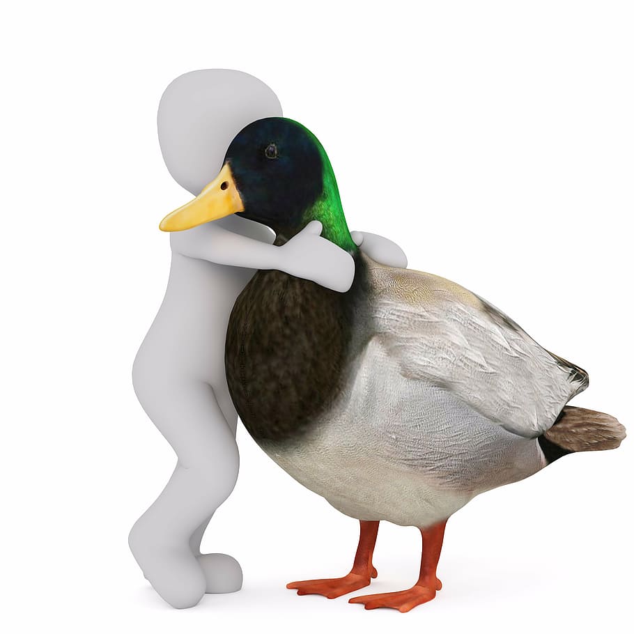 male, mallard duck, hugged, white, child vector, males, 3d model, isolated, 3d, model, full body