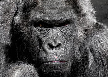 černá gorila, gorila, opice, zoo, silverback, ponurý, hodinky, problémy, šéf, šéfkuchař, ernst