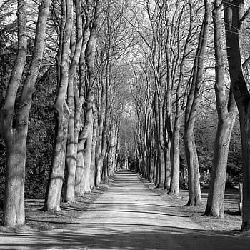 away, avenue, cemetery, black and white, forest path, autumn, nature, trees, forest, landscape, mood