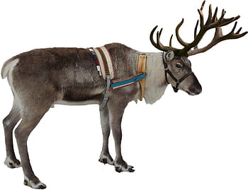 šedá, bílý, moose photo, izolovaný, sob, zimní, Vánoce, Jelen, Dovolená, santa, zvíře