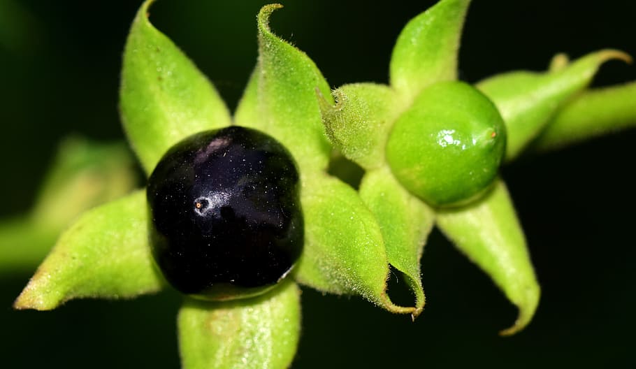 rulík, toxický, rostlina, Příroda, keř, flóra, atropa belladonna, nachtschattengewächs, bobule, třešeň, Černá