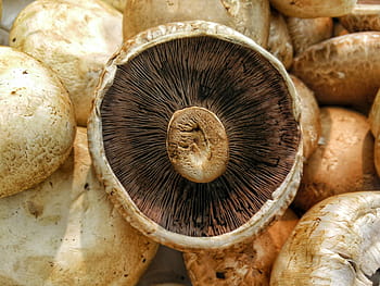 marron, champignon, Haut, champignons, en haut, aliments, champignon comestible, légume, la nature, fermer, fraîcheur