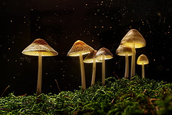fantasy, forest, mushrooms, light, surreal, magic, night