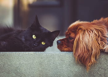 fotografie, bombay cat, kavalír, král charles španěl, Pes, kočka, domácí mazlíčci, zvířat, přátelé