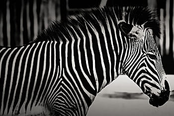 výstřel, zebra, detailní, Příroda, zvíře, zvířat, zebry, pruhovaný, Afrika, Černá barva, safari zvířata