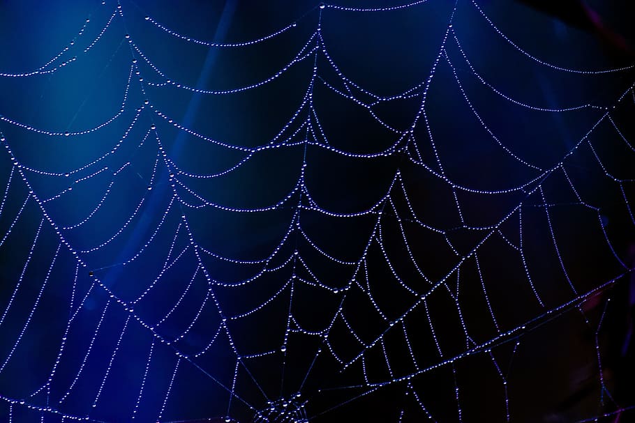 untitled, spider, web, blue, dew, drops, halloween, scary, horror, spooky, design