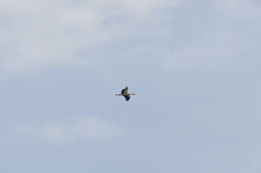 stork, volatile, bird, fauna, nature, beak