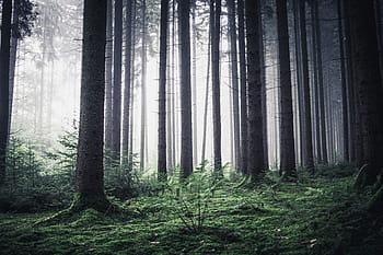 trees, forest, graphic, wallpaper, morning, nature, morgenstimmung, good morning, back light, mood, landscape