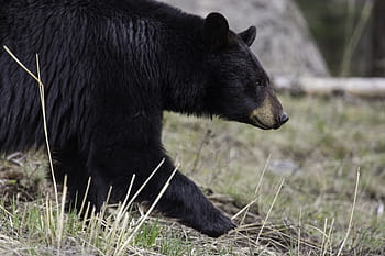 sort, grizzly, bære, dagtimerne, sort bjørn, gå, dyreliv, natur, stor, pels, levested