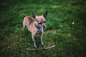 犬、 草、 小、 夏、 ペット、 動物、 かわいい、 楽しい、 自然、 外、 チワワ